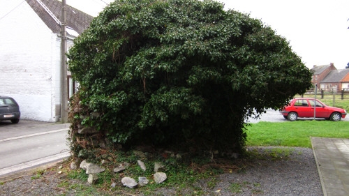 Willaupuis AFBEEL~1.JPG